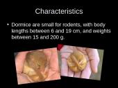 Dormouse (gyvūno pristatymas) 5 puslapis