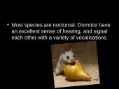 Dormouse (gyvūno pristatymas) 7 puslapis