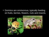 Dormouse (gyvūno pristatymas) 8 puslapis