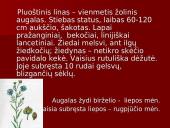Linų auginimas 2 puslapis