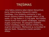 Linų auginimas 12 puslapis