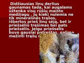 Linų auginimas 13 puslapis