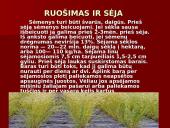 Linų auginimas 15 puslapis