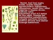 Linų auginimas 19 puslapis
