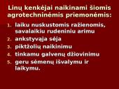 Linų auginimas 20 puslapis