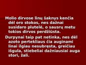 Linų auginimas 4 puslapis