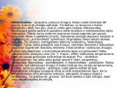 Bendravimas ir individualūs skirtumai 12 puslapis