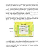 Saugaus automobilio kėbulo konstrukcija 16 puslapis