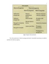 Saugaus automobilio kėbulo konstrukcija 7 puslapis