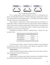 Padangos. Referatas 13 puslapis