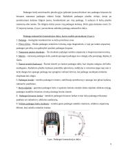 Padangos. Referatas 5 puslapis