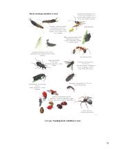 Lauko augalų apsauga 18 puslapis