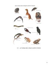 Lauko augalų apsauga 19 puslapis