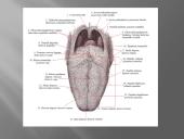 Liežuvis. Prisitatymas 7 puslapis