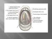 Liežuvis. Prisitatymas 10 puslapis
