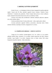 Krokų genties įvairovė ir auginimo technologijos paruošimas. Savarankiškas darbas 4 puslapis