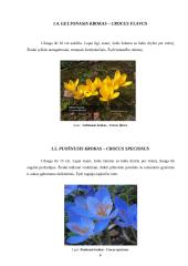 Krokų genties įvairovė ir auginimo technologijos paruošimas. Savarankiškas darbas 6 puslapis