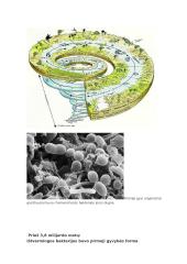 Gyvybės šaltinis 4 puslapis