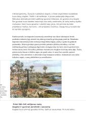 Gyvybės šaltinis 9 puslapis