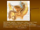 Iš kur aš atsiradau? Apvaisinimas 4 puslapis