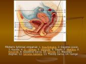 Iš kur aš atsiradau? Apvaisinimas 6 puslapis