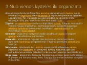 Iš kur aš atsiradau? Apvaisinimas 9 puslapis