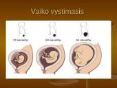 Iš kur aš atsiradau? Apvaisinimas 10 puslapis