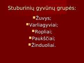 Stuburiniai gyvūnai. Pristatymas 2 puslapis