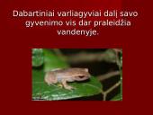 Stuburiniai gyvūnai. Pristatymas 11 puslapis