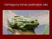 Stuburiniai gyvūnai. Pristatymas 12 puslapis