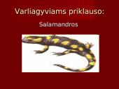 Stuburiniai gyvūnai. Pristatymas 13 puslapis