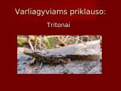 Stuburiniai gyvūnai. Pristatymas 14 puslapis
