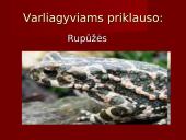 Stuburiniai gyvūnai. Pristatymas 16 puslapis