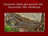 Stuburiniai gyvūnai. Pristatymas 18 puslapis