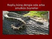 Stuburiniai gyvūnai. Pristatymas 19 puslapis