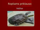 Stuburiniai gyvūnai. Pristatymas 20 puslapis