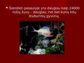 Stuburiniai gyvūnai. Pristatymas 3 puslapis