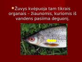 Stuburiniai gyvūnai. Pristatymas 6 puslapis