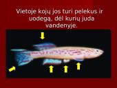 Stuburiniai gyvūnai. Pristatymas 7 puslapis