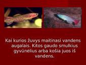 Stuburiniai gyvūnai. Pristatymas 9 puslapis