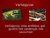 Stuburiniai gyvūnai. Pristatymas 10 puslapis