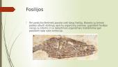  Evoliucijos liudininkai-fosilijos ir rudimentai 4 puslapis
