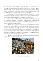 Atliekų tvarkymas. Referatas 15 puslapis