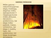 Gaisras miškuose 2 puslapis