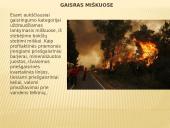 Gaisras miškuose 5 puslapis