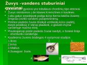 Gyvūnai. Pristatymas 13 puslapis