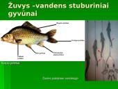 Gyvūnai. Pristatymas 14 puslapis