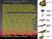 Gyvūnai. Pristatymas 16 puslapis