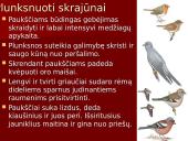 Gyvūnai. Pristatymas 20 puslapis