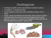 Gyvūnai. Pristatymas 4 puslapis